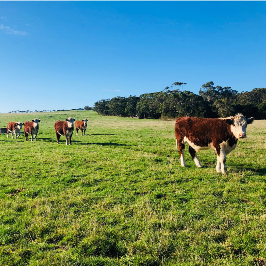 Cattle on open field