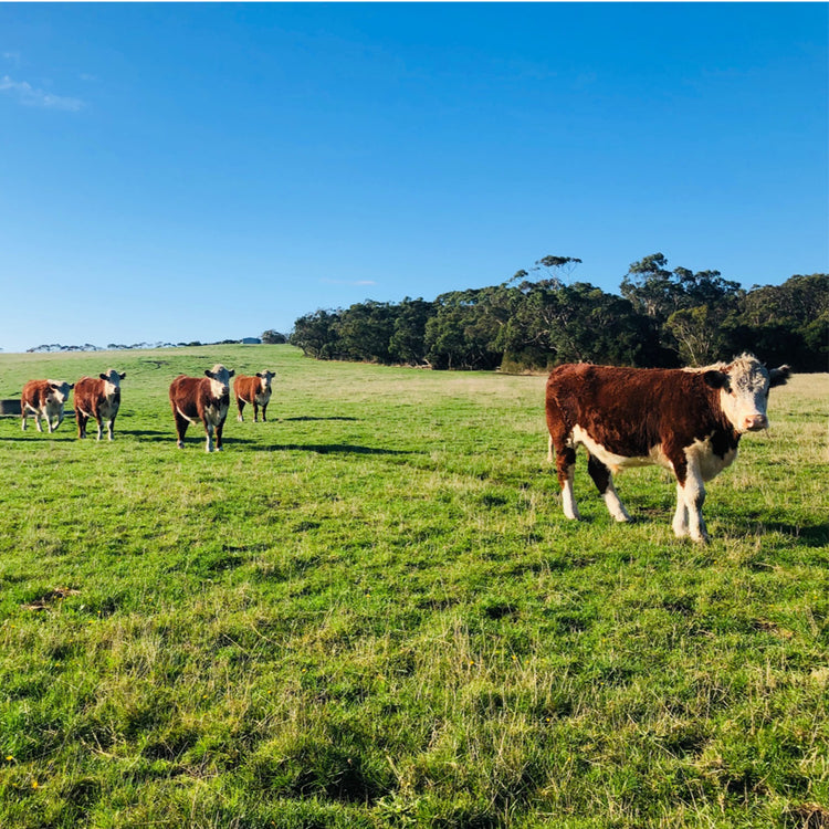 5 Reasons to Buy Grass Fed and Finished Beef Pre