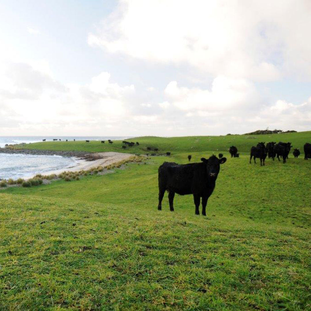 Grass Fed vs. Organic vs. Pasture Raised Beef