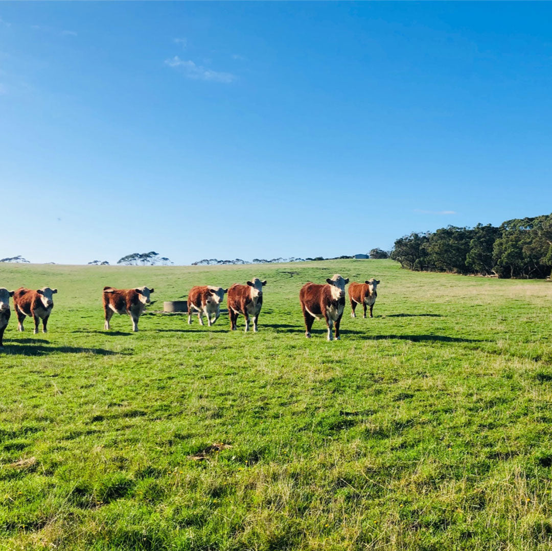 Vitamins in Grass Fed & Finished Beef