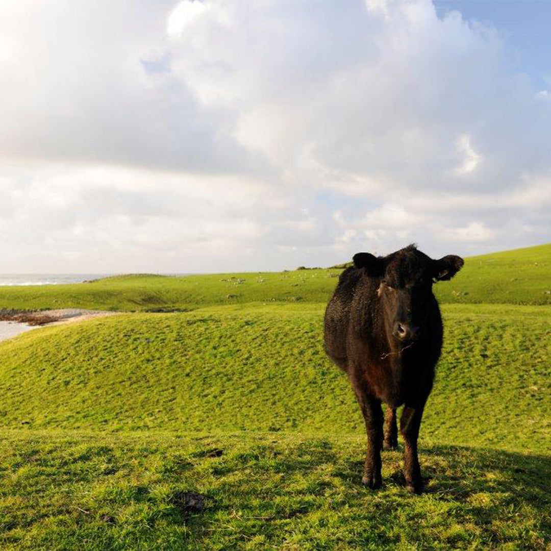 Grass Fed vs. Organic Beef