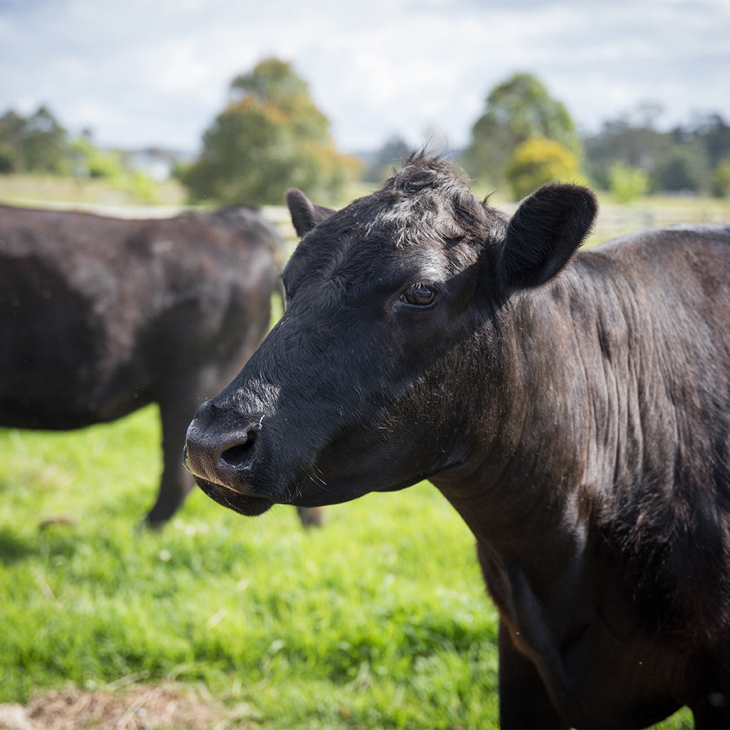 What is Grass Fed and Finished Beef?